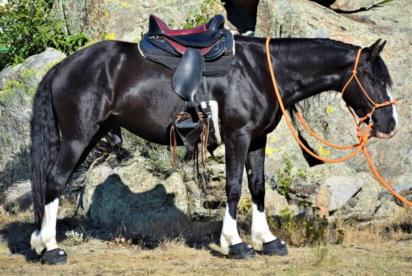 Black mustang horse wearing a Freeform treeless Pathfinder saddle standing by boulders out on the trail.