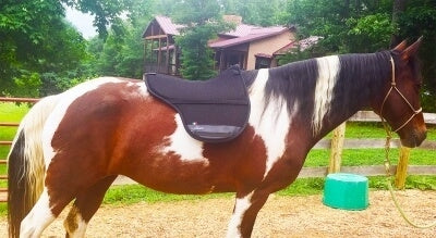 Freeform Saddle Pad Classic Standard