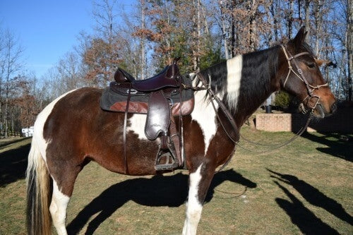 Freeform Virginian Western Barrel Treeless Saddle