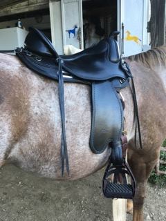 Paint horse wearing a Freeform Virginian Western Barrel Treeless Saddle.