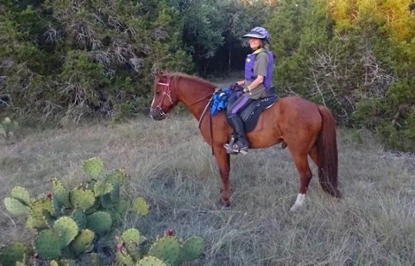 Woman sitting on a sorrel horse in a Freeform treeless saddle on an endurance ride.