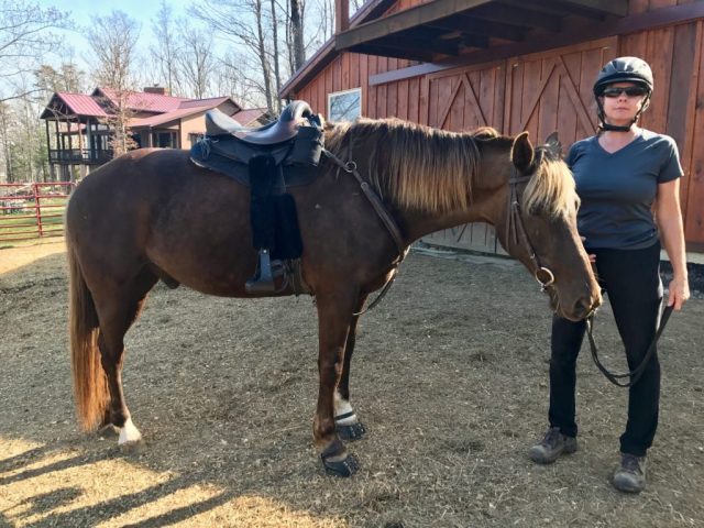 Freeform saddle on a brown horse.