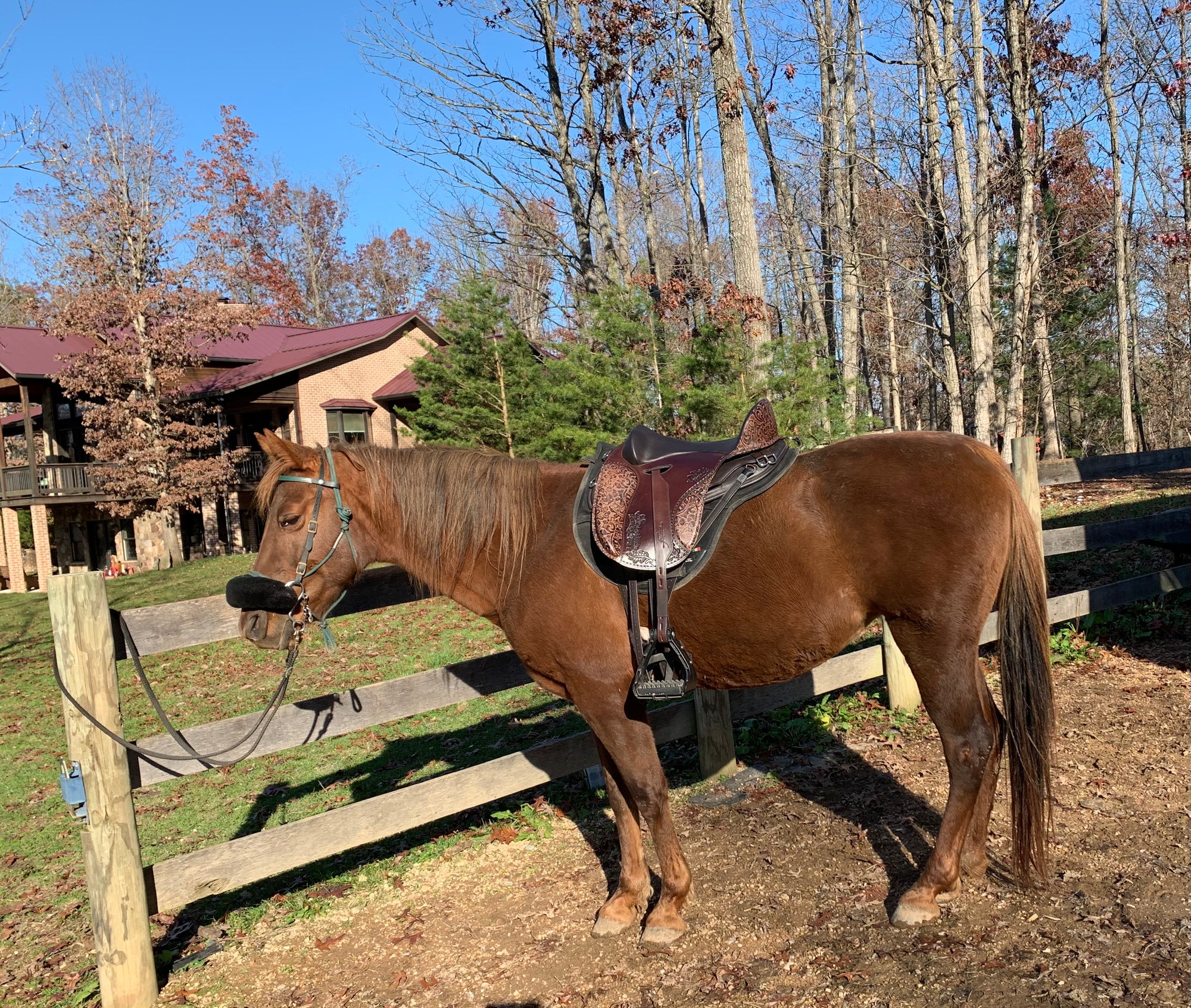 Miss Ginger Snapp modeling her saddle, dedicated to her.  