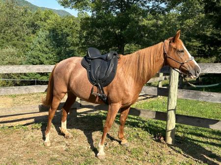 Freeform Classic Treeless Saddle