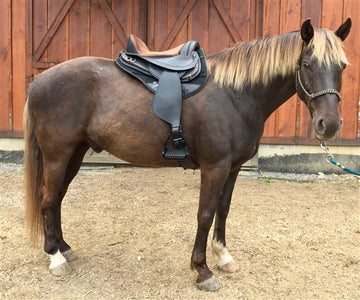 Freeform Pathfinder Treeless Saddle with fenders on a chestnut horse with a flaxen mane and tail standing in front of barn doors.